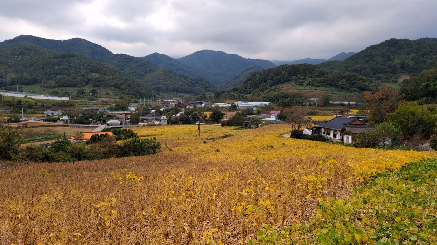A golden soybean field below the mountains